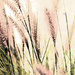 Fountain Grass by hondo