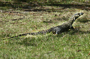 6th Apr 2014 - Lace Monitor Lizard