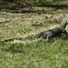 Lace Monitor Lizard by onewing