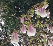 1st Apr 2014 - Magnolia flowers...