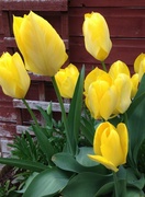 2nd Apr 2014 - Tulips.....