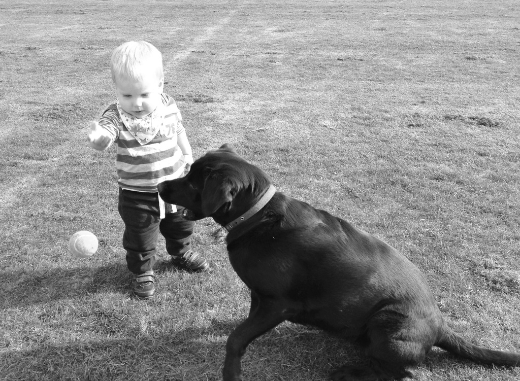 Go get the ball Ellie :-) by anne2013
