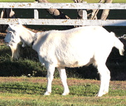 1st Apr 2014 - Billybeard the goat