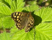 1st Apr 2014 - Speckled Wood