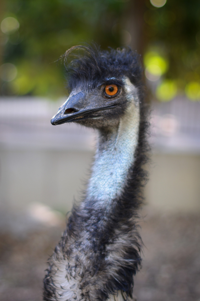 Emu by jeneurell