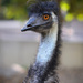 Emu by jeneurell