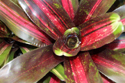 6th Apr 2014 - Neoregelia Fever