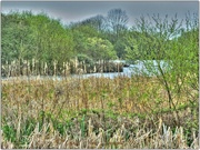 6th Apr 2014 - Reed Beds At Storton's Pit,Northampton
