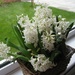 Hyacinths in bloom by foxes37