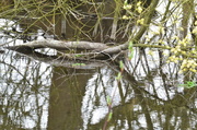 3rd Apr 2014 - Banks of the River kennet