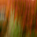 6th April 2014 - Red Robin (ICM) by pamknowler
