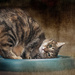 More catnip madness by gardencat