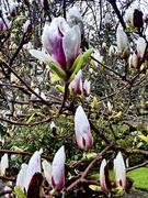 5th Apr 2014 - Magnolia Blooms
