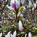 Magnolia Blooms by princessleia