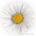 Daisy daisy...... by craftymeg