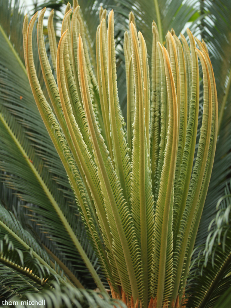 “Sago palm” by rhoing