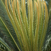 “Sago palm” by rhoing