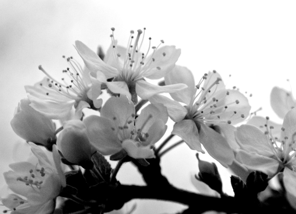 Plum blossom by nicolaeastwood