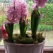 Hyacinths by elainepenney