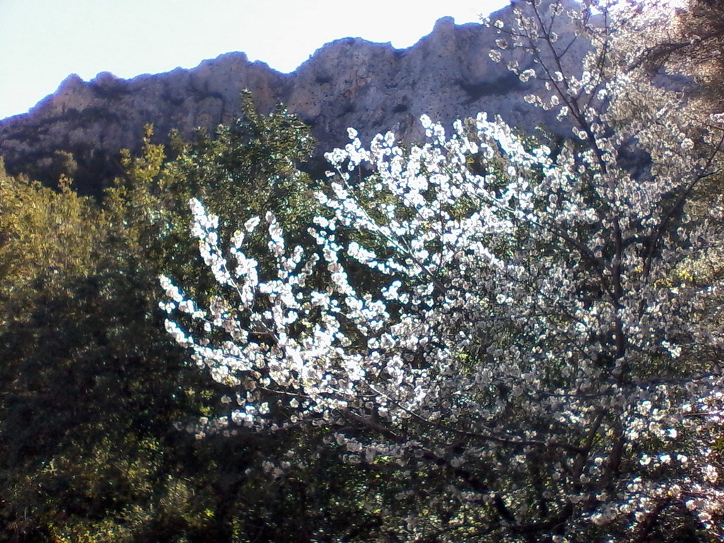 Cherry blossom by chimfa