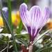 This Year's Crocus by herussell
