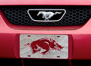 6th Apr 2014 - Mustang and Razorback