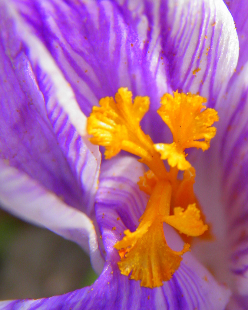 April 6 Orange with swirls of purple and white by daisymiller