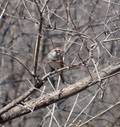 5th Apr 2014 - American Tree Sparrow