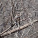 American Tree Sparrow by annepann