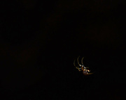 6th Apr 2014 - spider