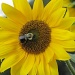 One more sunflower. by maggie2