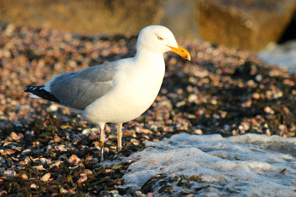 Still Stuck on Seagulls by lauriehiggins