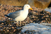 6th Apr 2014 - Still Stuck on Seagulls