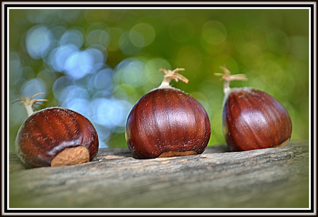 Three little Chestnut's sitting on a wall.... by julzmaioro