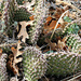 Cacti and Their Spines by harbie
