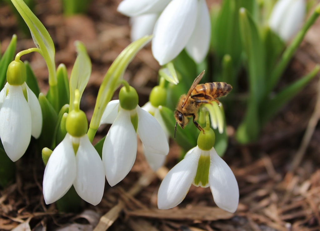 Bee Balance by edorreandresen