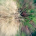 Seed Burst by wenbow