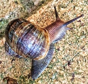 2nd Apr 2014 - Snail 
