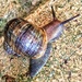 Snail  by goosemanning