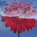 Just another Gerbera.   by brigette