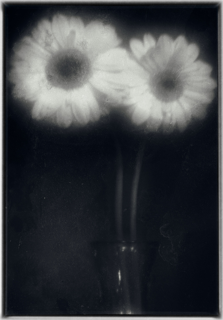 Flowers #2 by spanner
