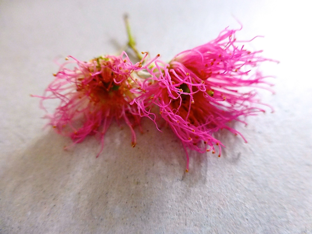 Gum tree flowers by kjarn