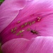 Fly and it's friends aphids by gabis