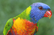 7th Apr 2014 - Rainbow Lorikeet