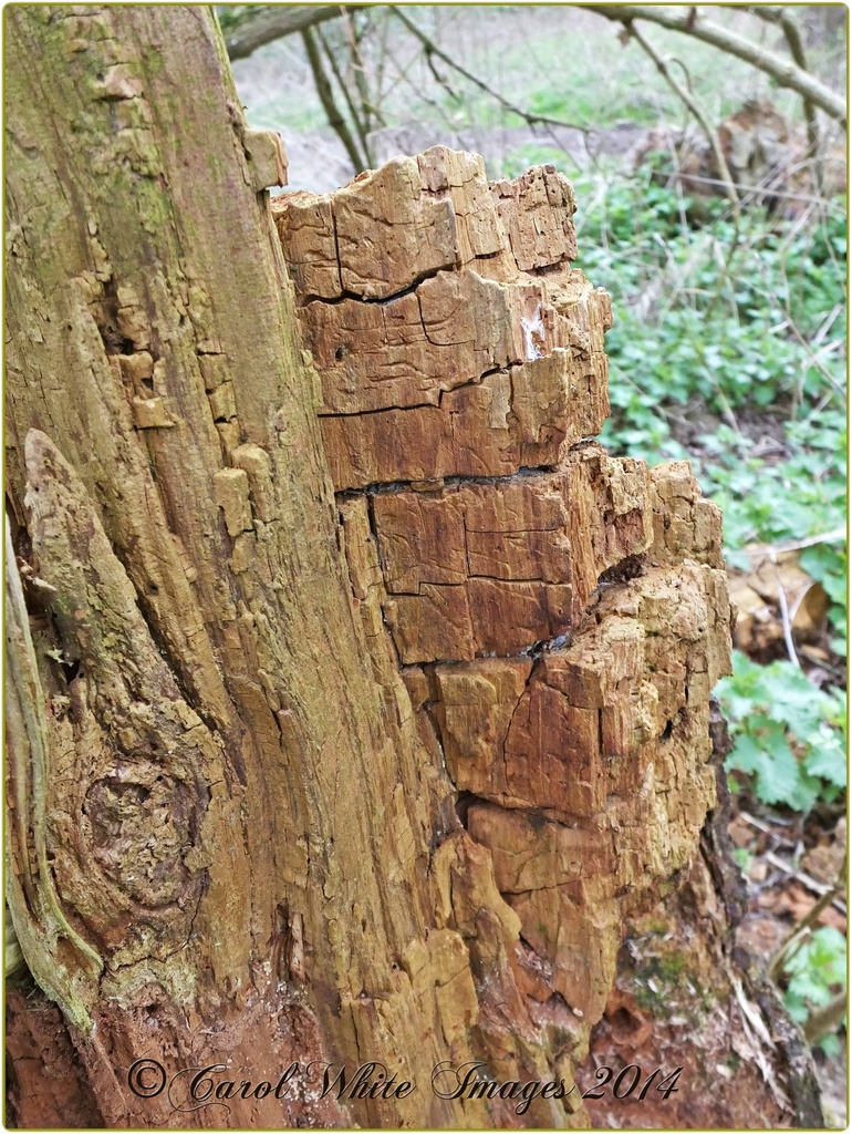 Old Tree Trunk by carolmw