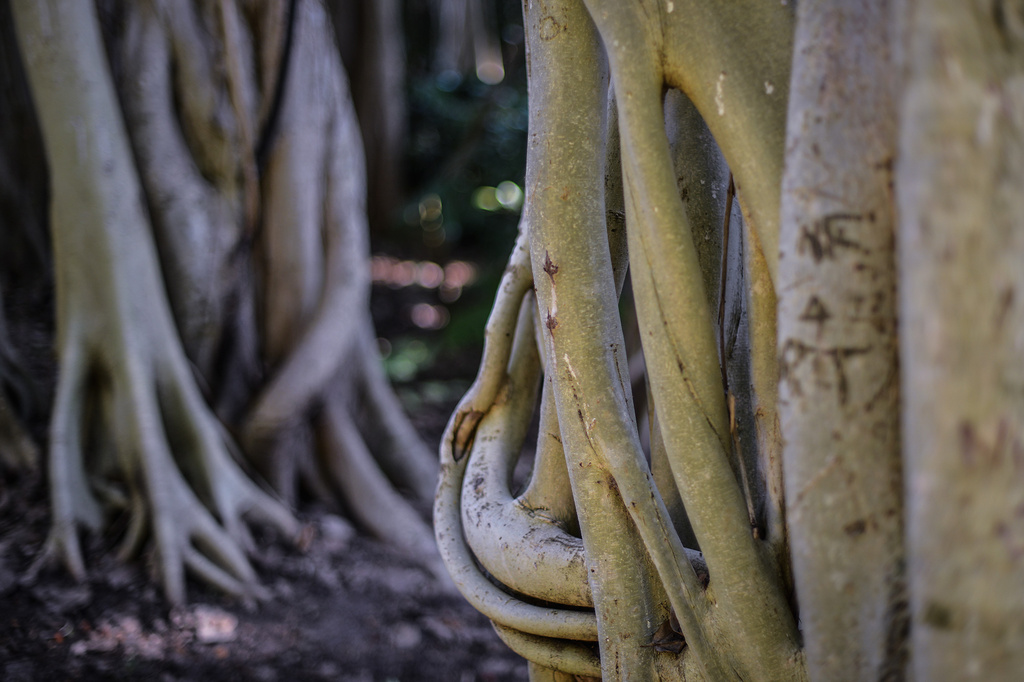 Fig-Trees by jeneurell