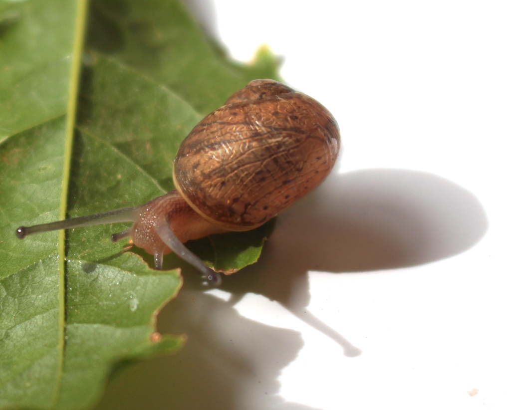Snailey snail by kiwinanna