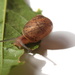 Snailey snail by kiwinanna