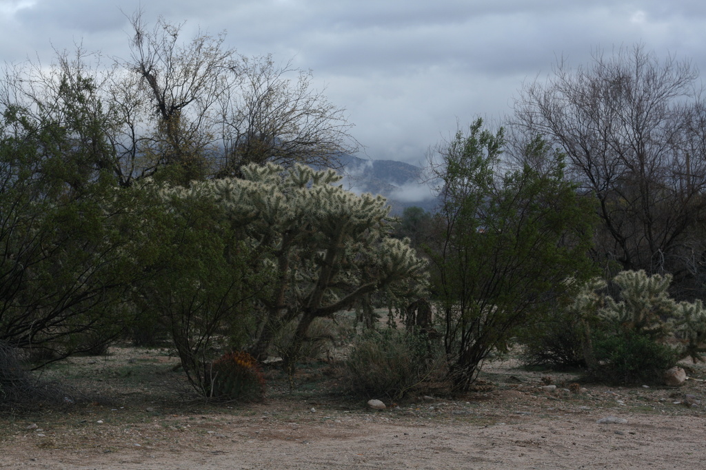 Cloudy Day in Tucson by kerristephens