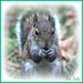 Mr. Squirrel by vernabeth